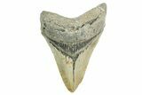 Serrated, Fossil Megalodon Tooth - North Carolina #365980-1